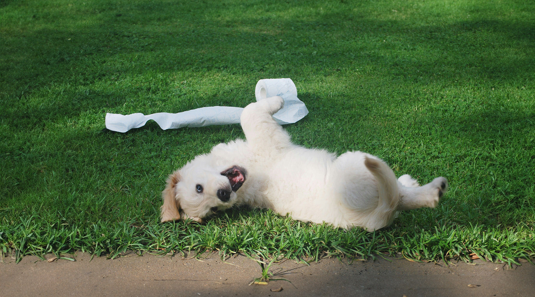 Dog being destructive 