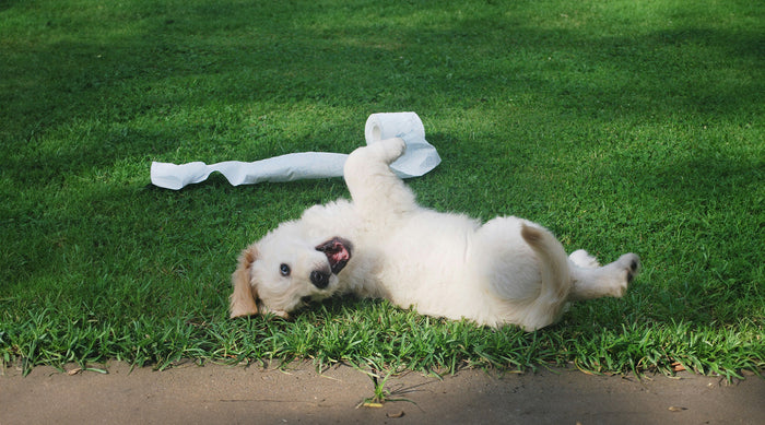 Dog being destructive 