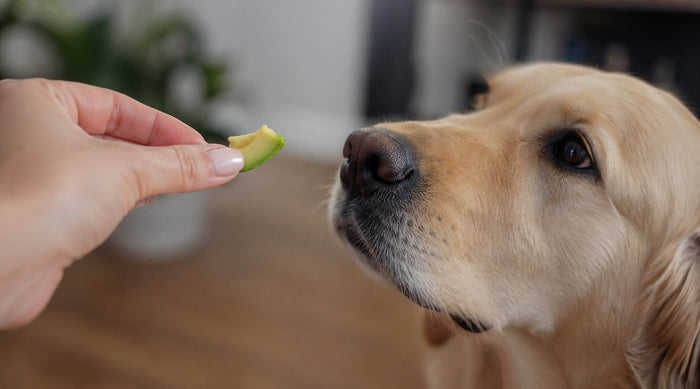 dog with avocado