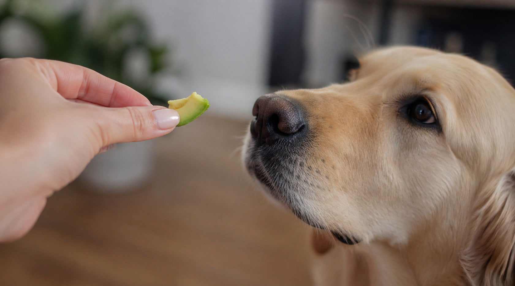 dog with avocado