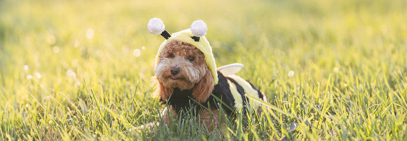 Bee Dog