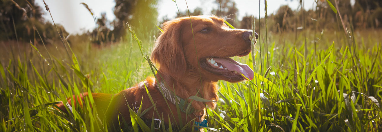 grass seed dog