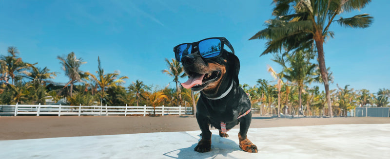 dog in summer