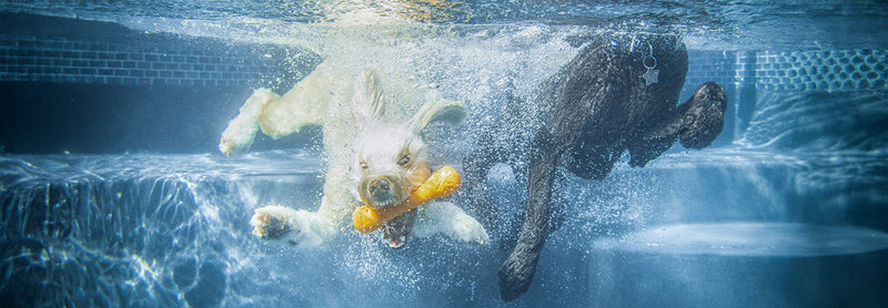 swimming for dogs