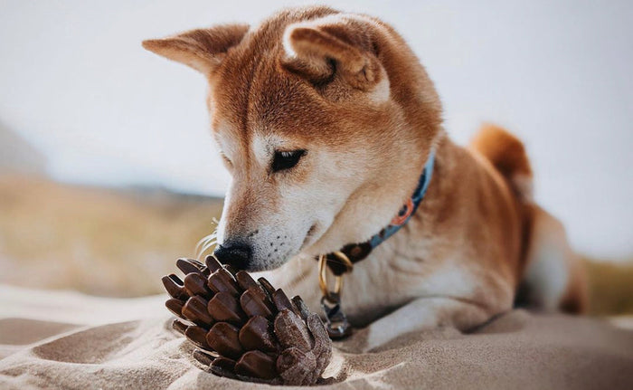Dog Pinecone Puzzle Toy