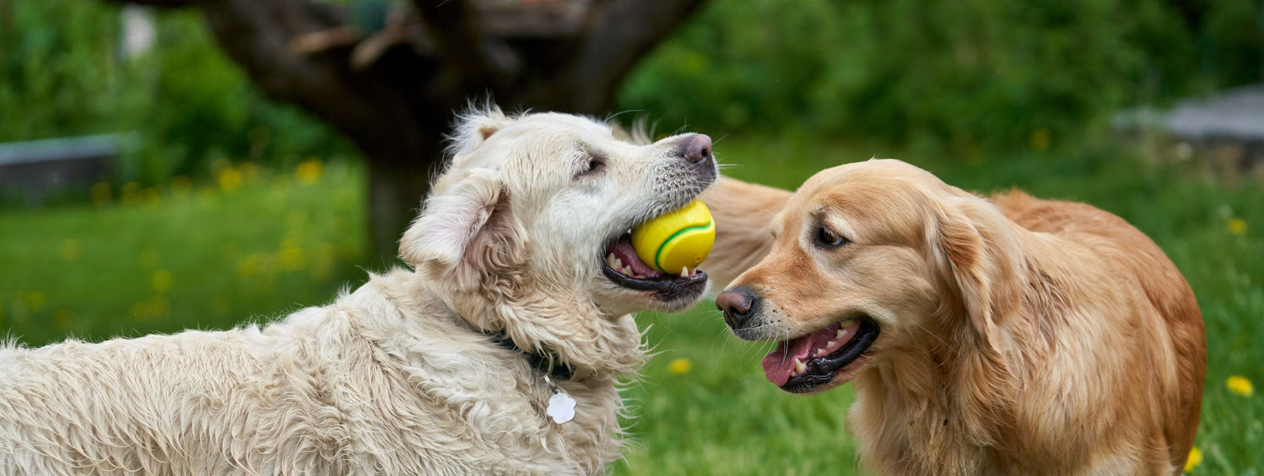 Dog Enrichment