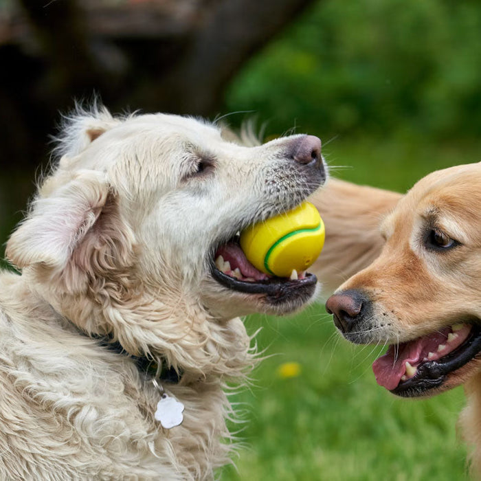 Dog Enrichment