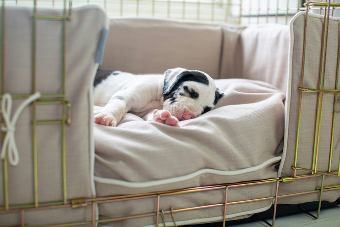 puppy sleeping on their own