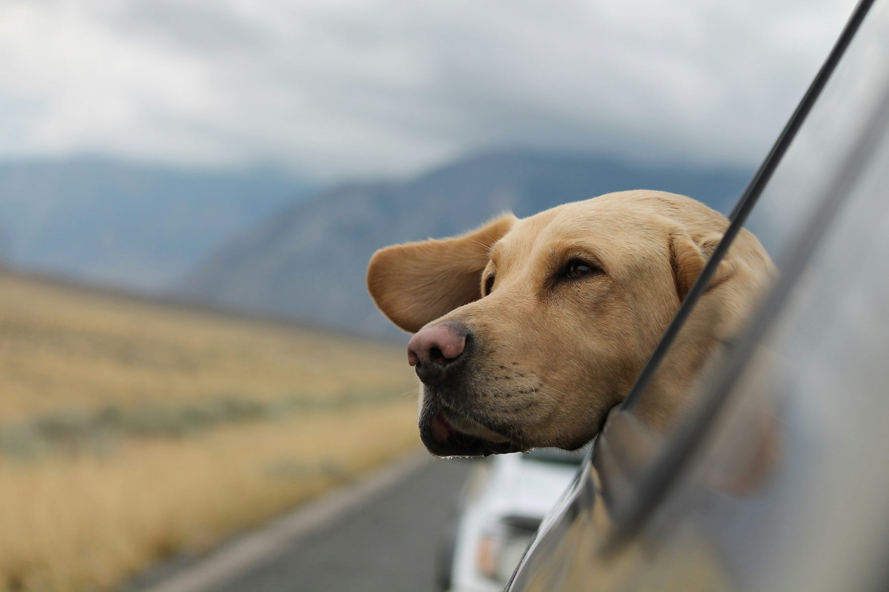 dog on holiday