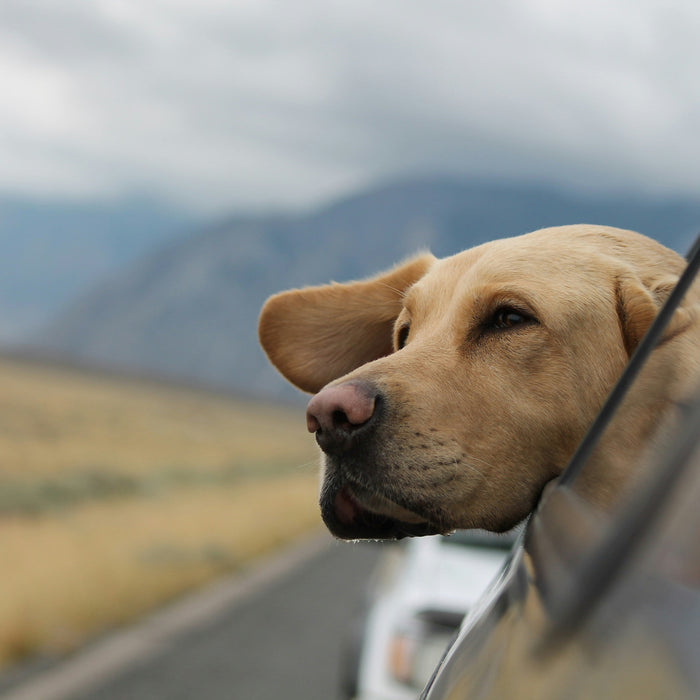 dog on holiday