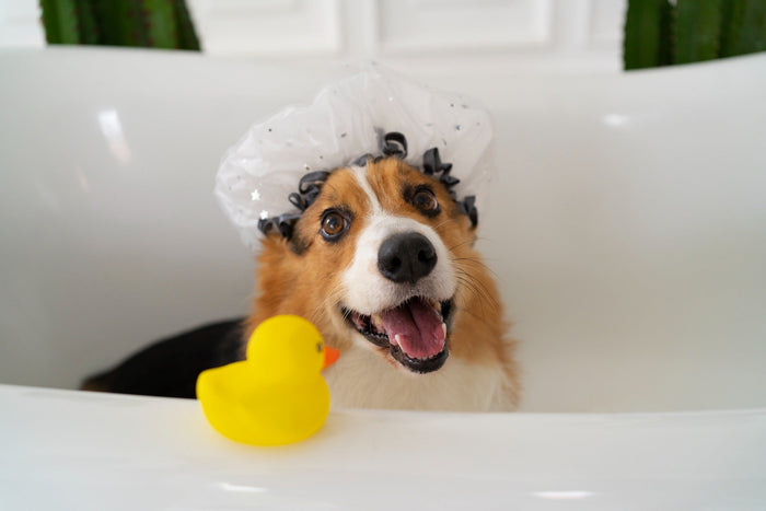 how to bath a dog