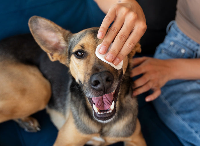 dog eye health