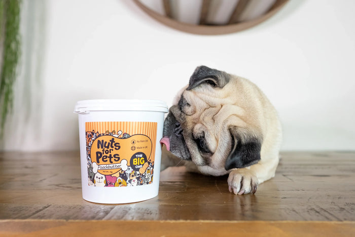 Pug enjoys nuts for pets pooch butter