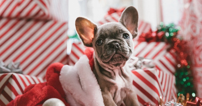 Dogs looking out festive window
