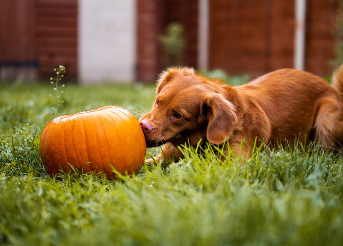 dog and pumpkin