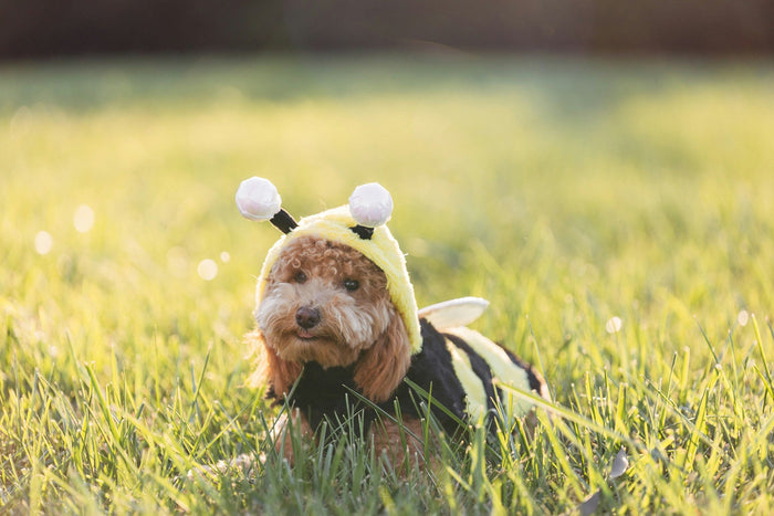 Dog on the grass wearing a bee costume