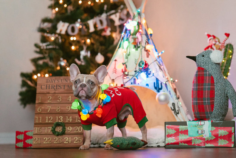 Dogs at Christmas