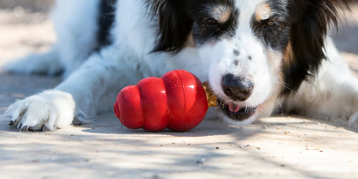 15 dog enrichment toy alternatives to KONG you may not know!  Wooof.co.uk