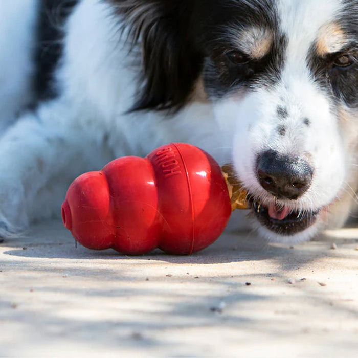 Dog with classic  KONG 