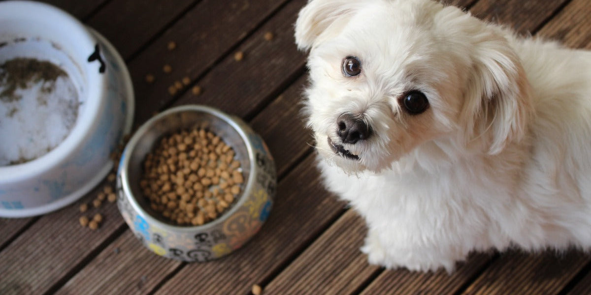 Best dog food brand for hot sale maltipoo puppy