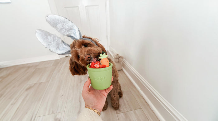 Easter Dog
