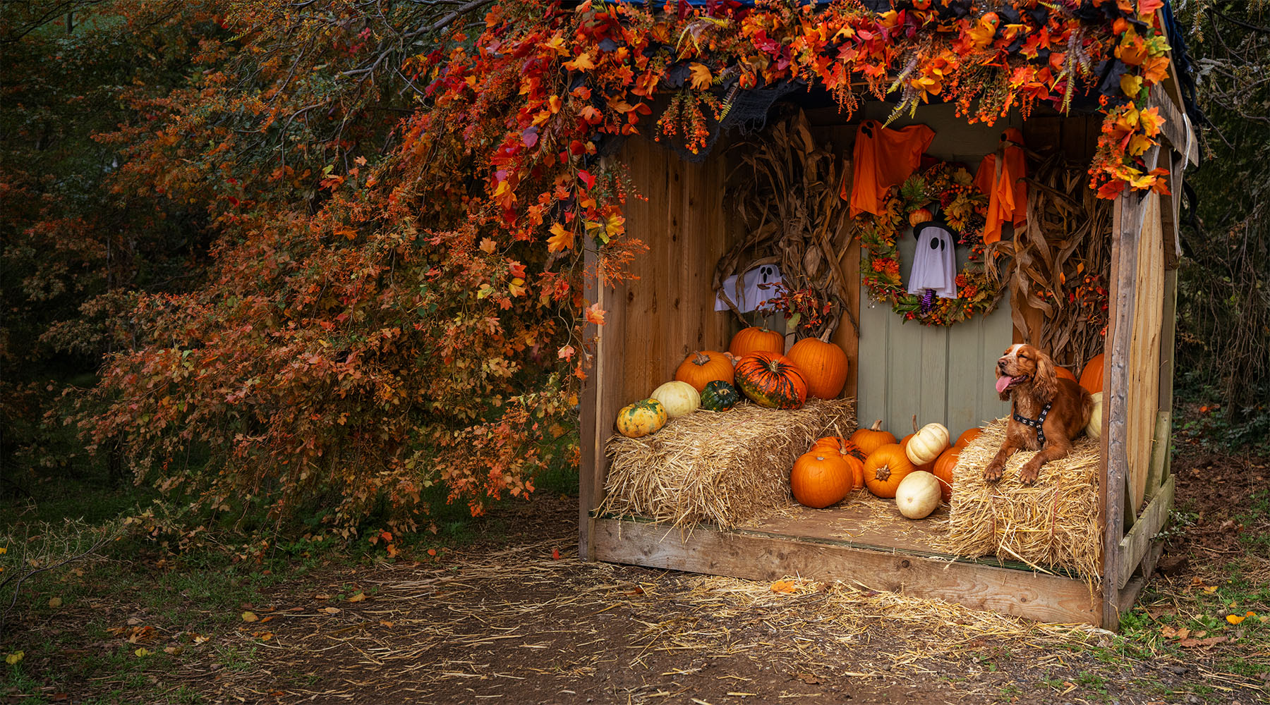 dog friendly pumpkin patch