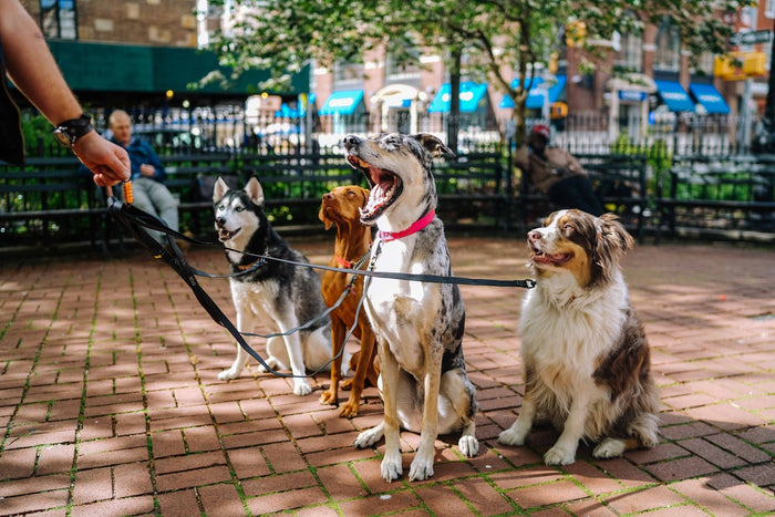Dog Leads