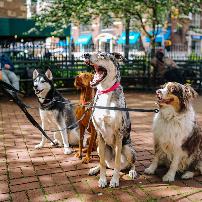 Dog Leads
