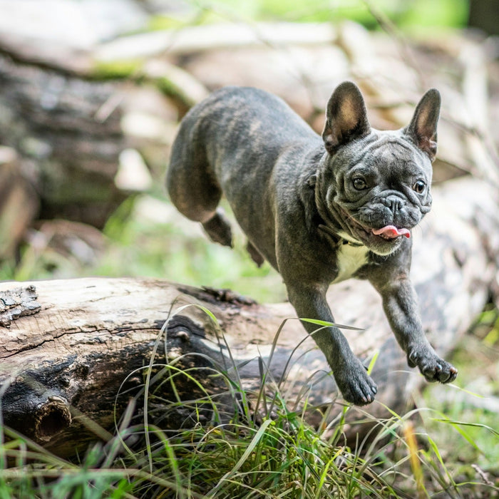 joint health in dogs