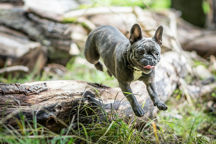 joint health in dogs