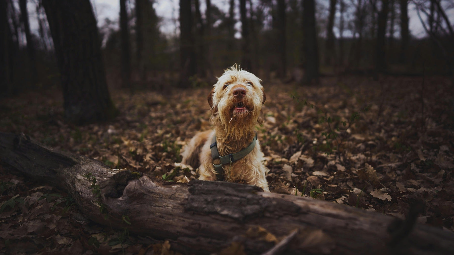 autumn activities for dogs