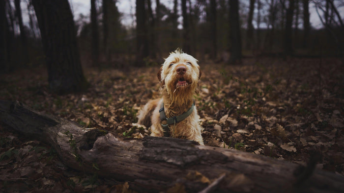 autumn activities for dogs
