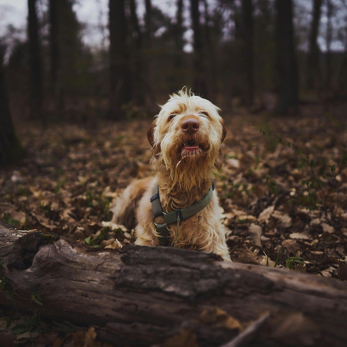 autumn activities for dogs