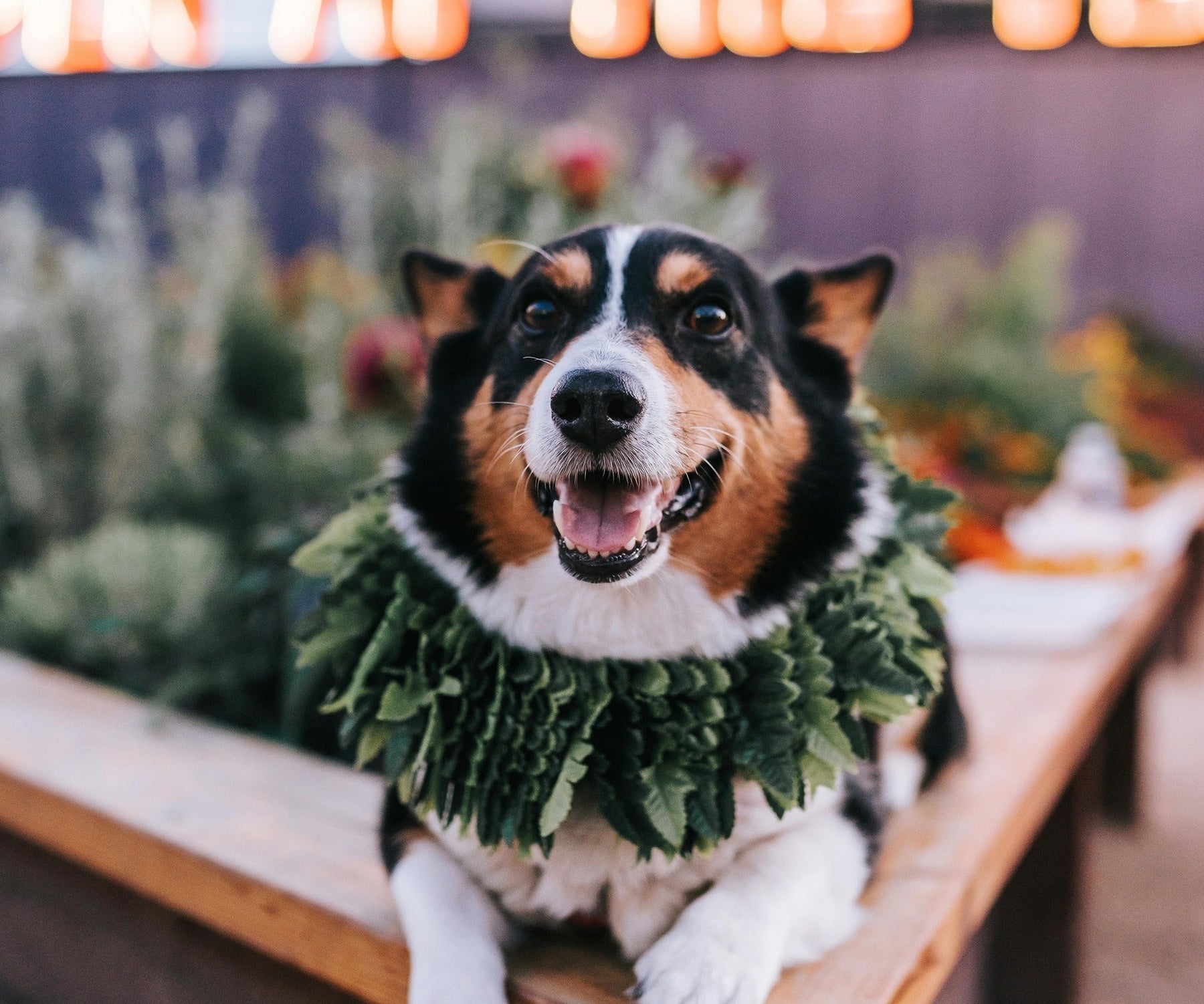 dog-friendly christmas markets