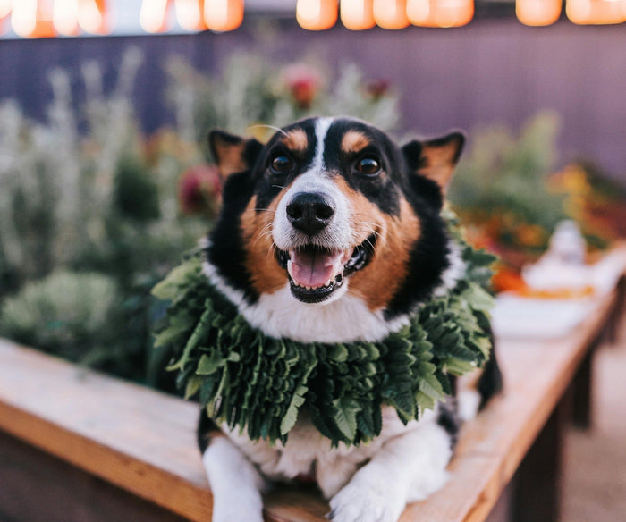 dog-friendly christmas markets