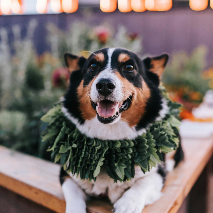 dog-friendly christmas markets