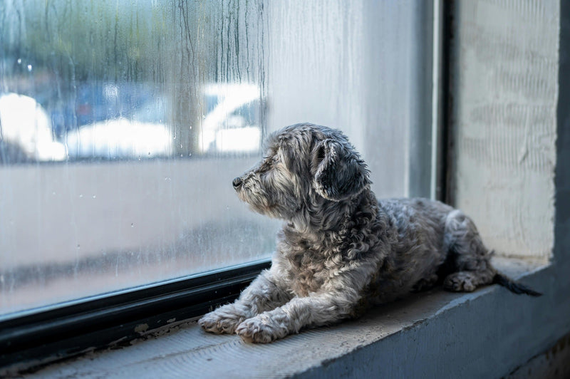 indoor enrichment ideas for dogs