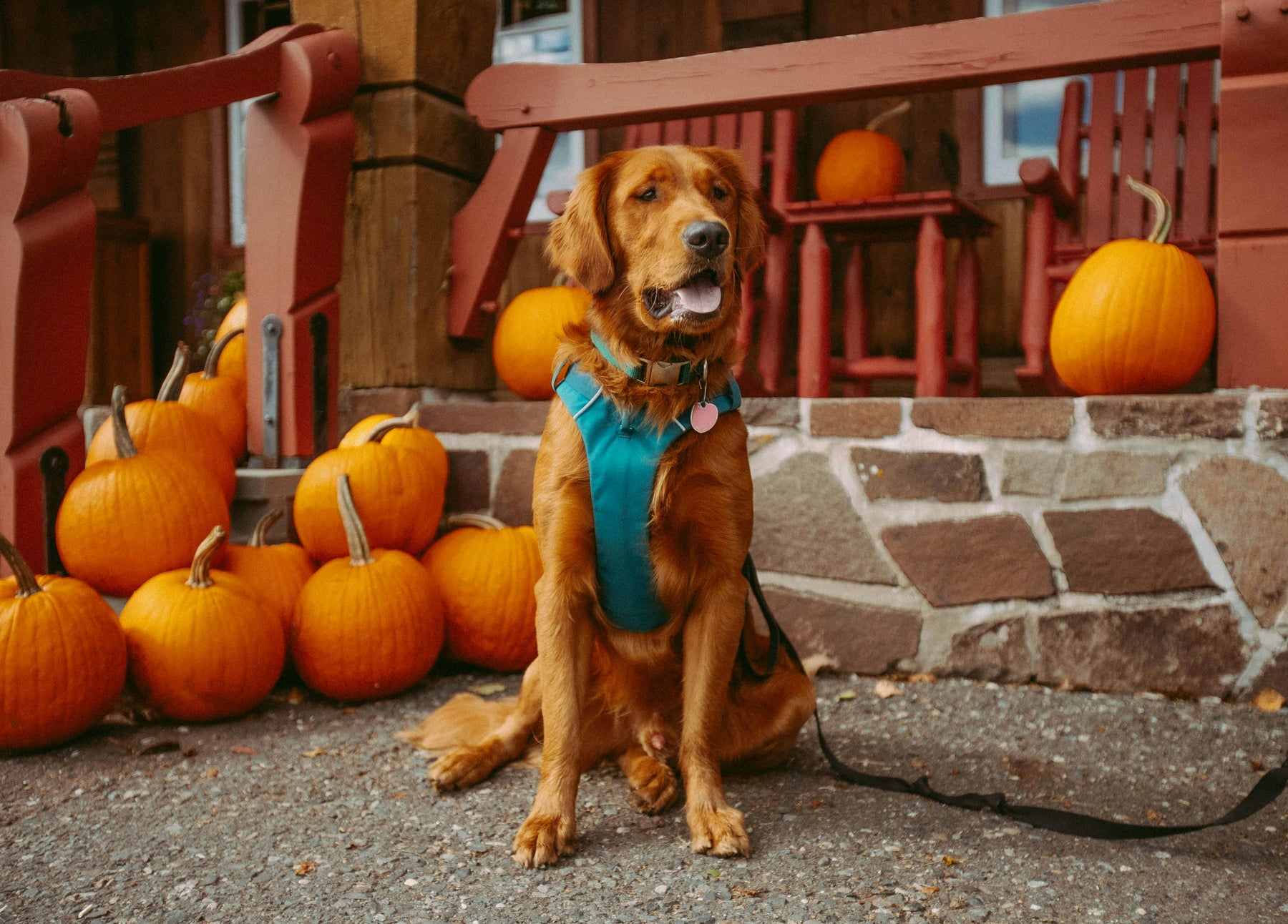 dog friendly pumpkin patch