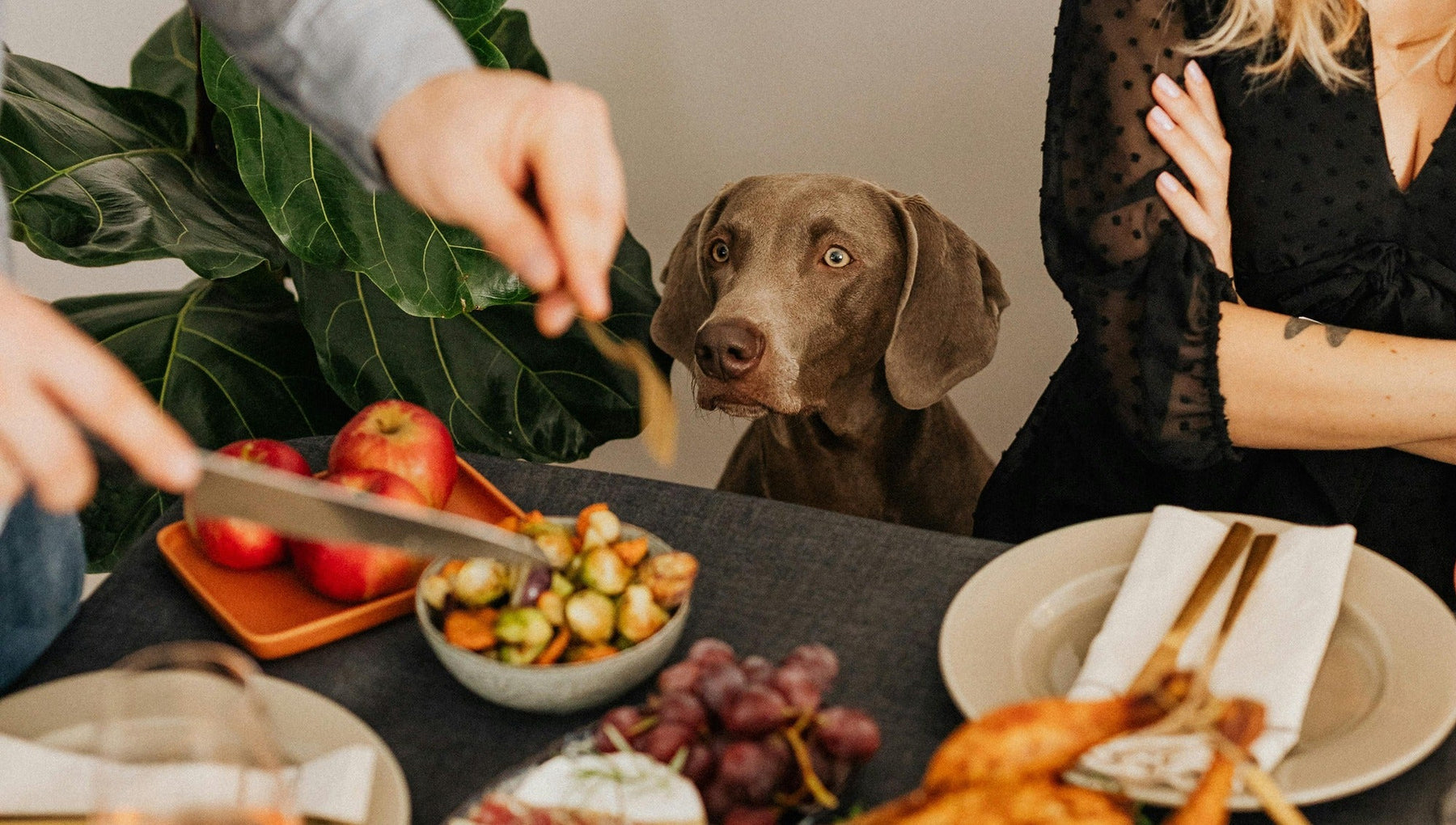 dog-safe foods at christmas