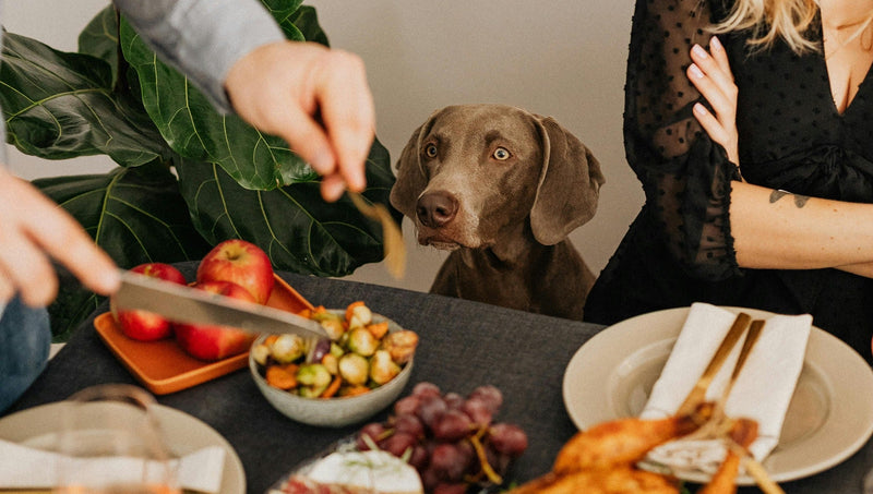 dog-safe foods at christmas