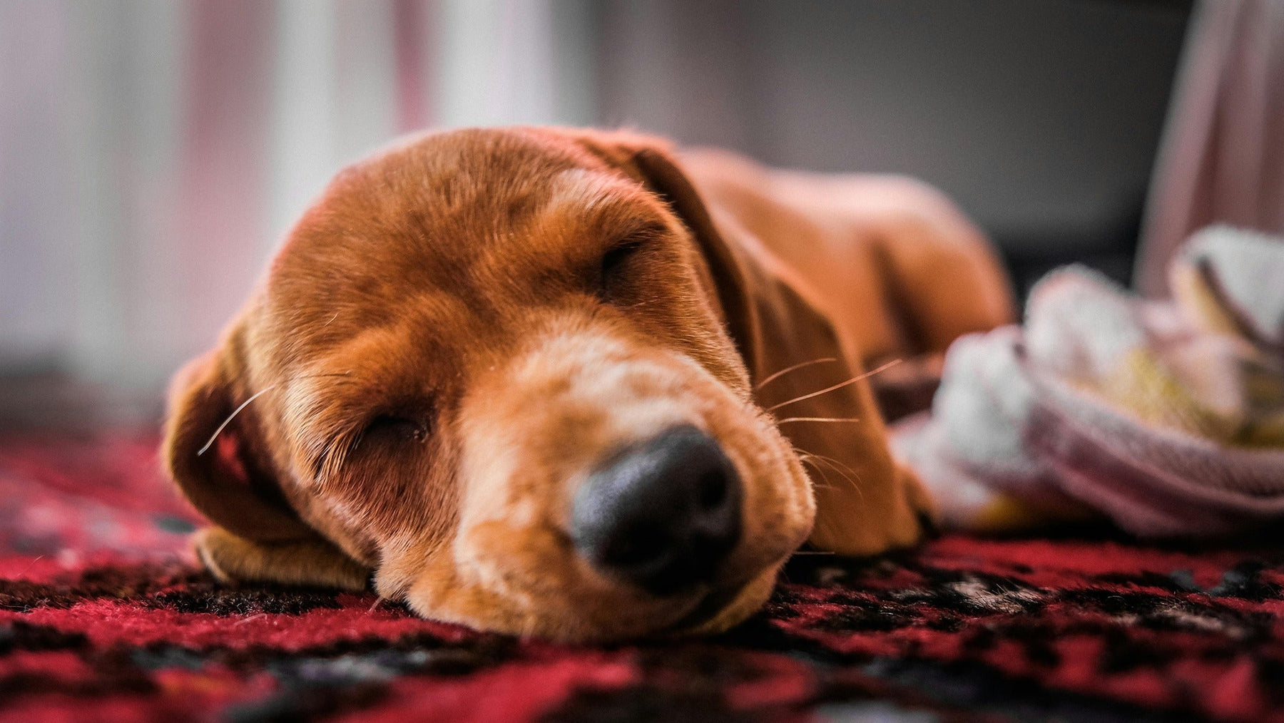 scented-enrichment-toys-relaxed-dog