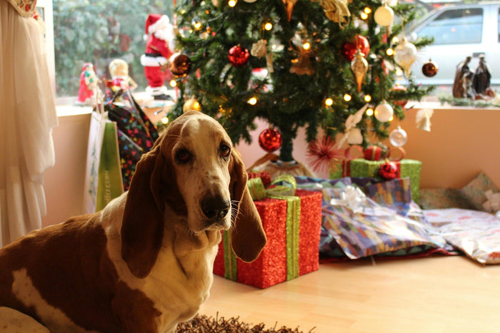 dog christmas gifts