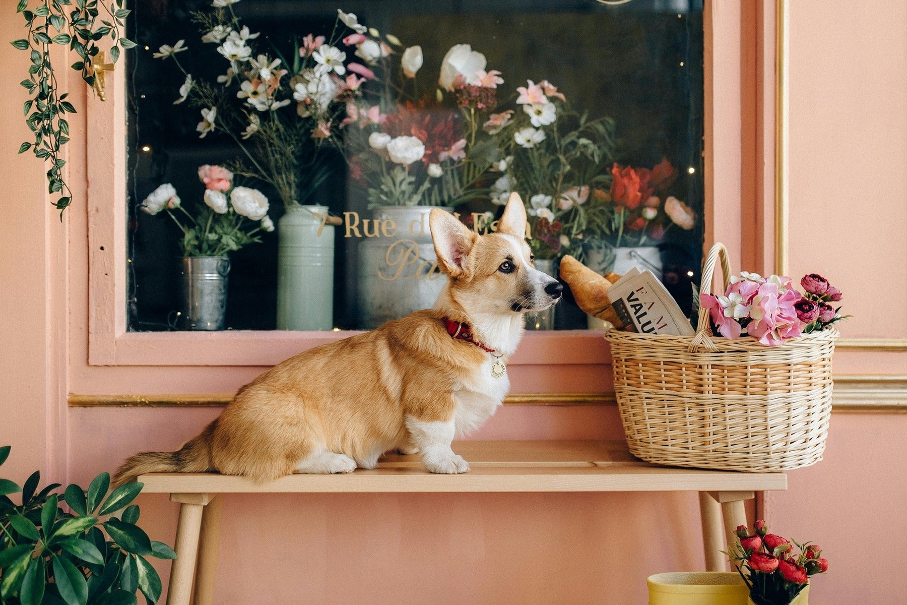 dog-friendly shops