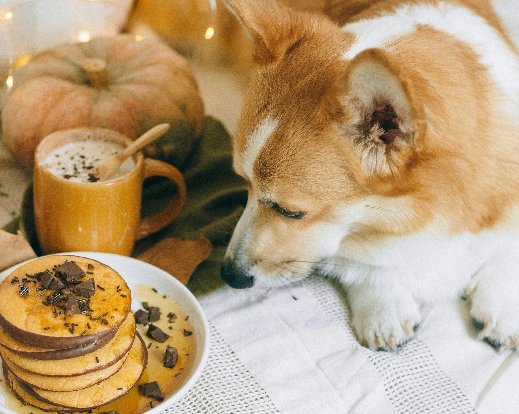 pancake recipe for dogs