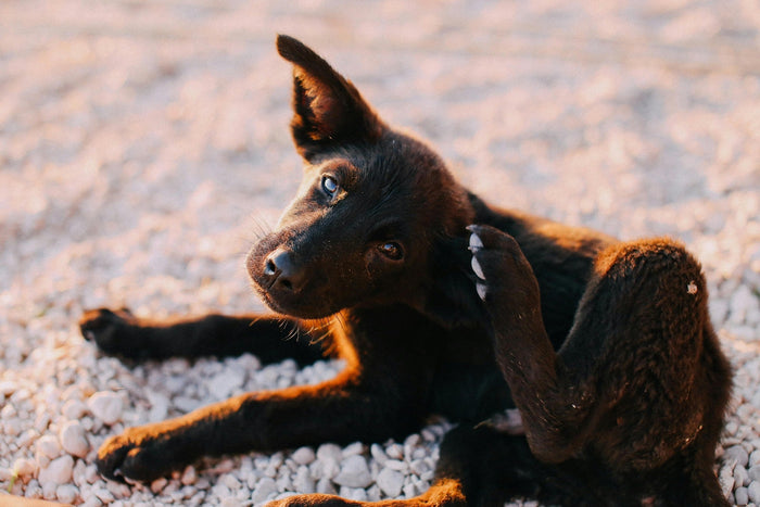 skin and coat care for dogs