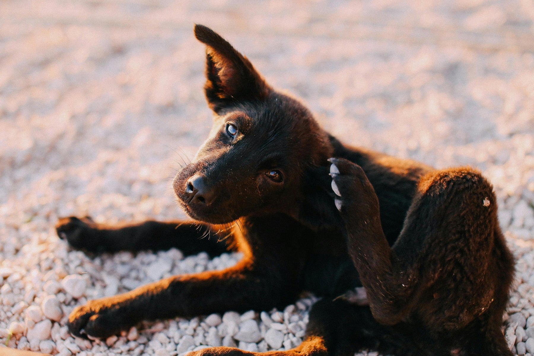 skin and coat care for dogs