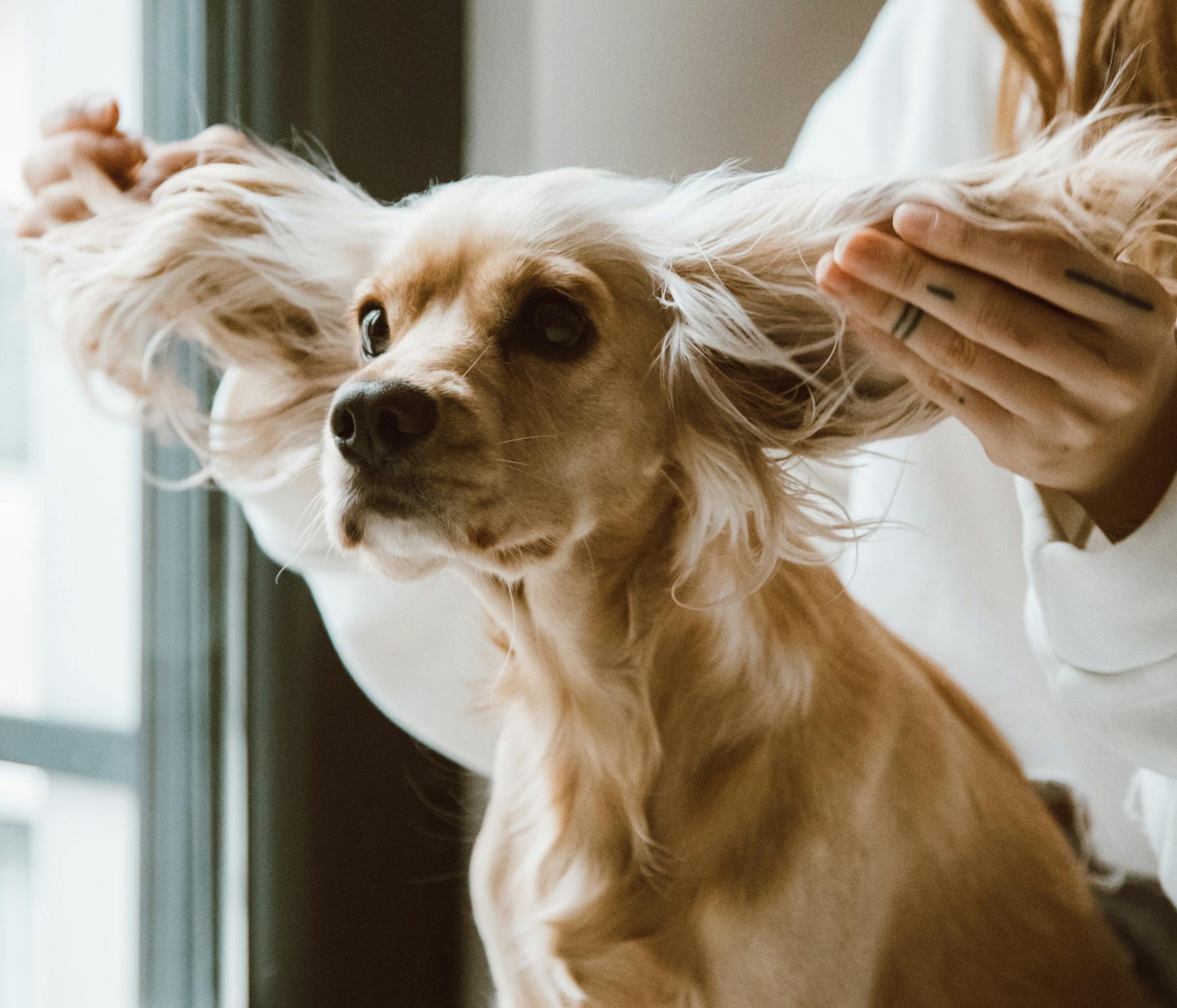 dog ear health