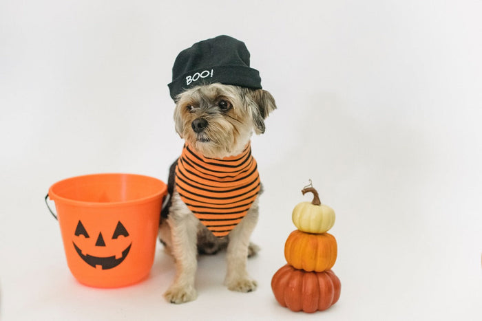 Dog Halloween Costume