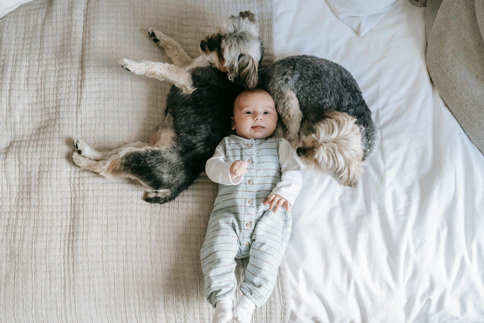 dogs and babies