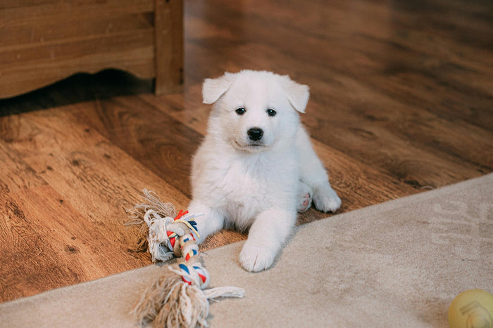 new puppy guide